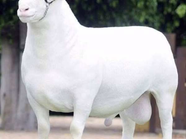Sheep (batch, sex not specified), Dorper sheep