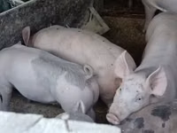 Säue, Schweine — Foto 4