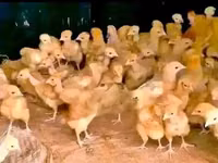 Incubator Machine 204 Eggds — picha 4