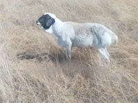 Ovejas (lote, sexo no especificado), South meat sheep — foto 1