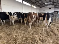 गाय, गोलस्टीन नस्ल — फ़ोटो 8