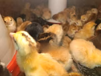 Chickens — photo 2