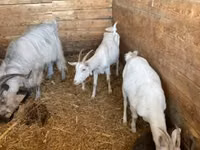 Goat, Goats — photo 3