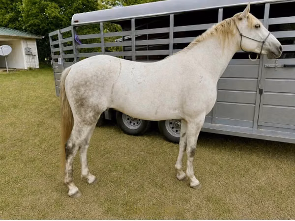 Farasi dume, Missouri foxtrotter