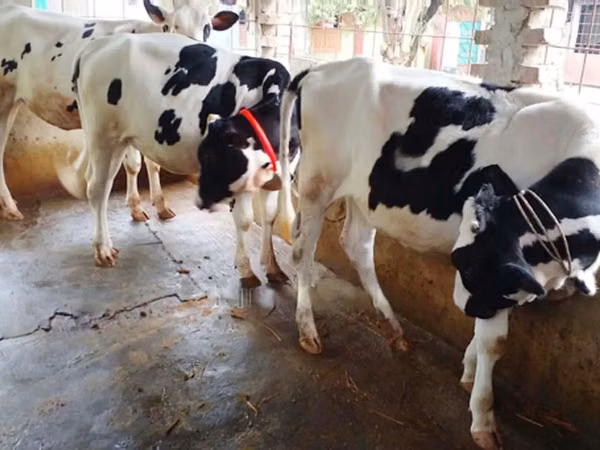 गाय, गोलस्टीन नस्ल