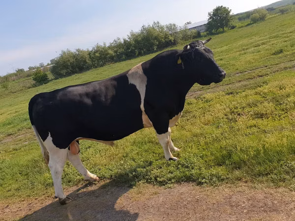 公牛, Holstein breed