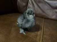 Ayam Cemani — Foto 7