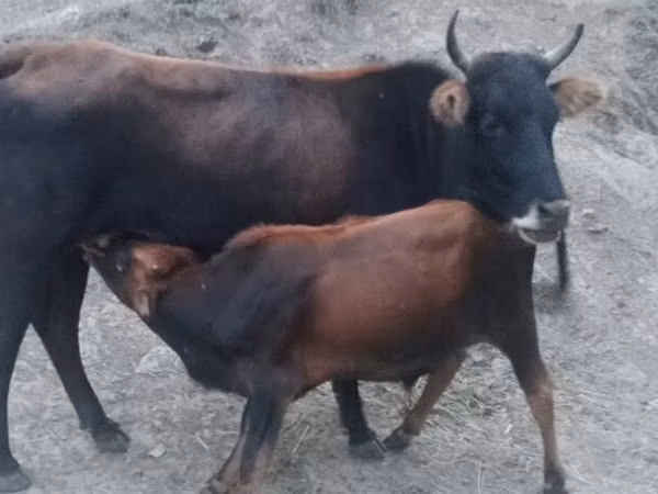 Ng'ombe jike, Ng'ombe wa porini