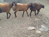 Ovejas (lote, sexo no especificado), Karabakh sheep — foto 3