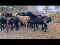 Ram, Sheep — photo 2