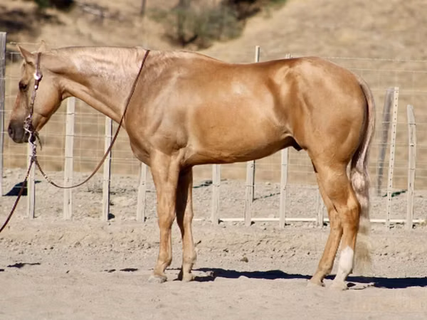 حصان, Quarter Horse
