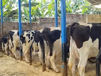 Ng'ombe jike, Banda la Holstein — picha 3