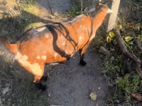 Ziege, Alpine goat — Foto 3
