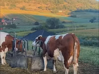 Bull, Cattle — photo 2