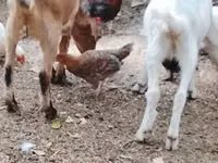 Goat, Goats — photo 2