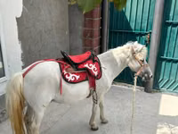 घोड़ा, North Swedish horse — फ़ोटो 4