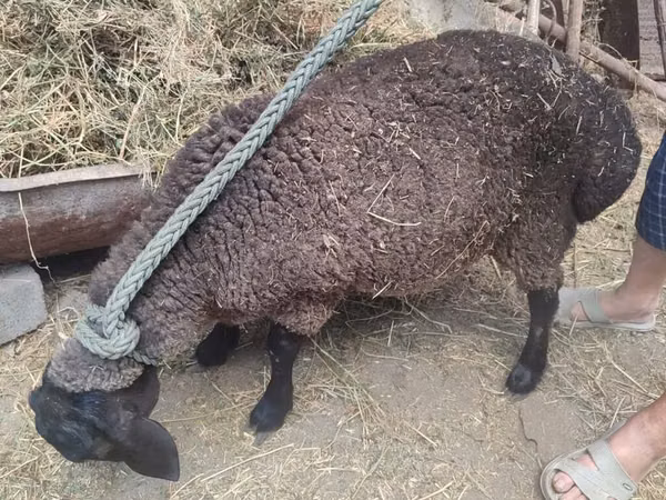 भेड़, Saryarka sheep