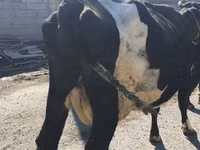 Ng'ombe jike, Banda la Holstein — picha 7