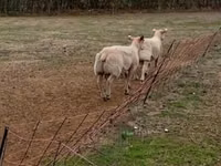Kondoo (kikundi, jinsia haijatajwa), Charollais sheep — picha 3