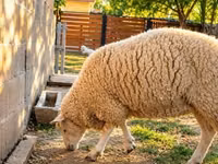 Kondoo jike, British  Milksheep — picha 2