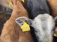 Rinder (Partie, Geschlecht nicht angegeben), Simmental cattle — Foto 6