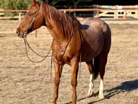 حصان, Quarter Horse — الصورة 3