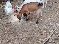 Goat, Goats — photo 3