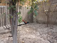 Chickens — foto 3