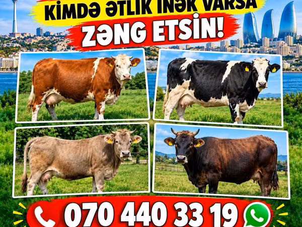 母牛, Cattle