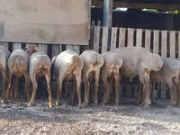 भेड़, Arashan sheep — फ़ोटो 4