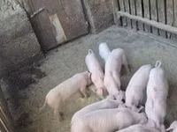 Schweine (Partie, Geschlecht nicht angegeben) — Foto 1