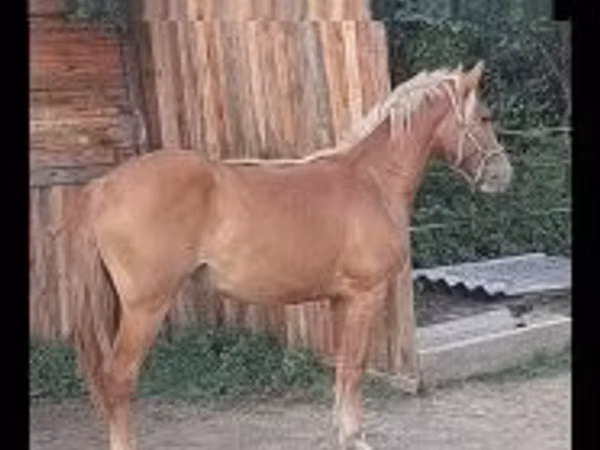 Farasi jike, Haflinger