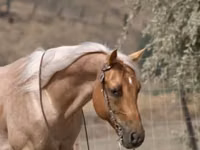 Caballo, Quarter Horse — foto 8