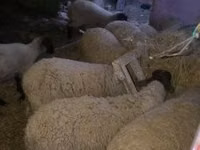 Sheep (batch, sex not specified), Suffolk sheep — photo 2