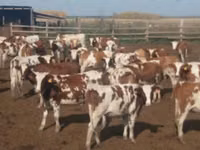 Ng'ombe dume, Russian Black pied cattle — picha 3