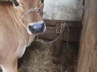 Cow, Jersey breed — photo 1