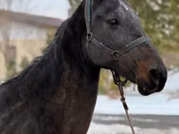 Mare, Akhal-Teke — photo 4