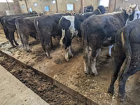 Toro, Karaku — foto 3