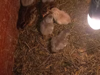 Chickens — 照片 3