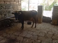 Cow, Azerbaijani zebu — photo 4