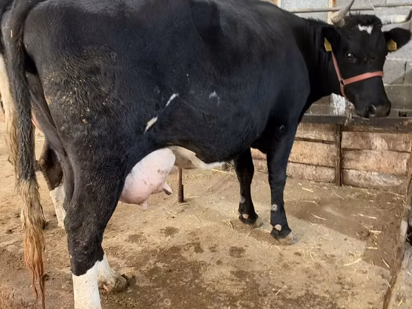 Kuh, Holstein-Rasse