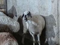 भेड़, भेड़ — फ़ोटो 4