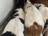Bovinos (lote, sexo no especificado), Simmental cattle — foto 6
