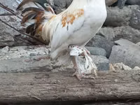 Chickens — Foto 2