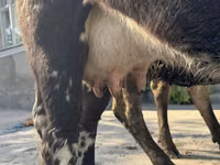 Cow, Cattle — photo 4