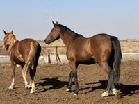 Stute, Arabian horse — Foto 6