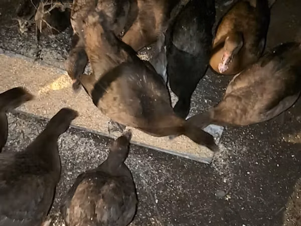 Ducks