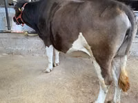 母牛, Holstein breed — 照片 2