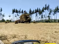 10PCS Organic Boma Rhodes Hay Bales — 照片 2