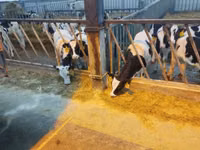 ثور, سلالة كالميك — الصورة 5